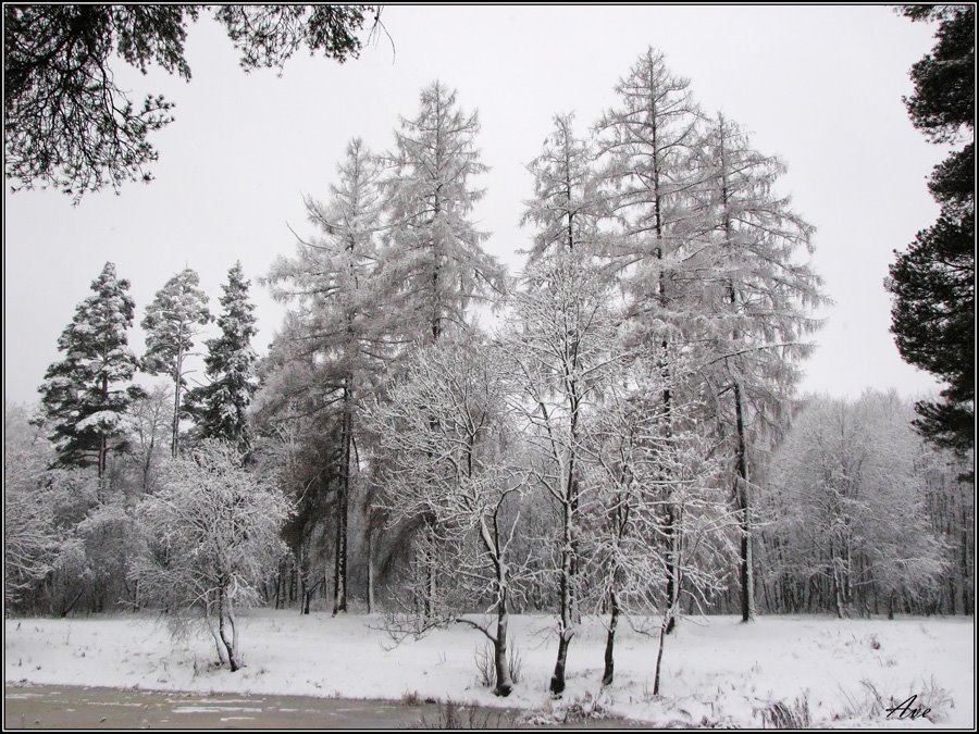 Gatchina. Prioratsky park. by Andrey EFIMOVSKY