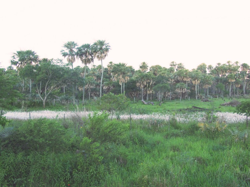 San Fernando Department, Chaco Province, Argentina by Mario Rabey