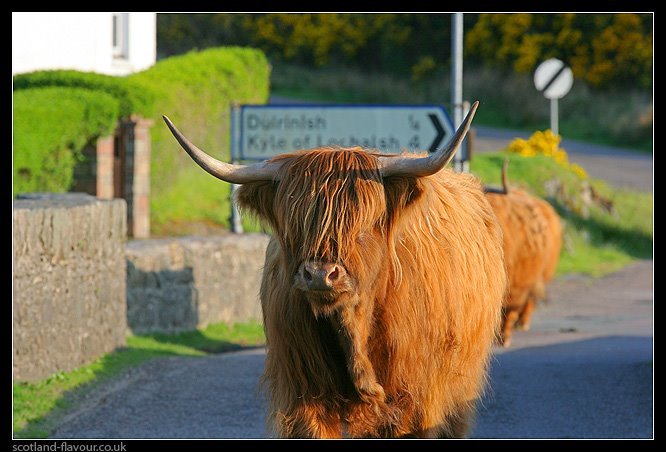 Highland Cow (Hairy Coo), Scotland by scotlandflavour