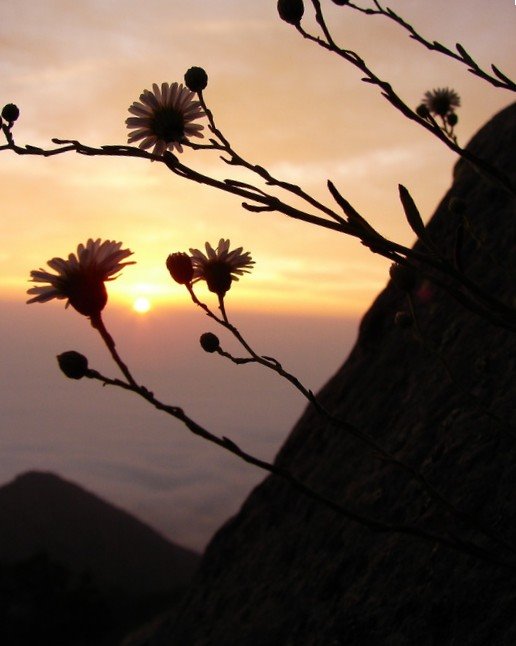 Erigeron campanensis by Oscar Fernández C