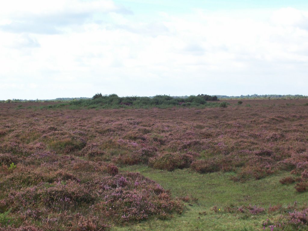 Barrow near Hatchet Pond by siberianpaws2