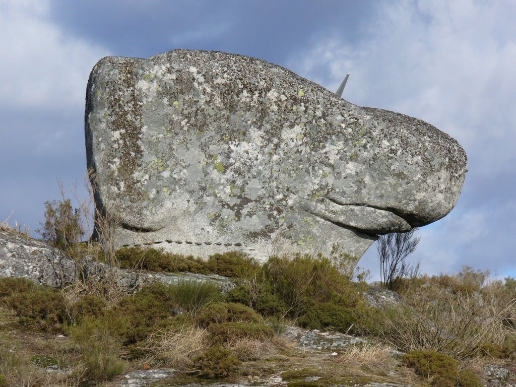 Snoopy stone Almofala by leonel jesus silva