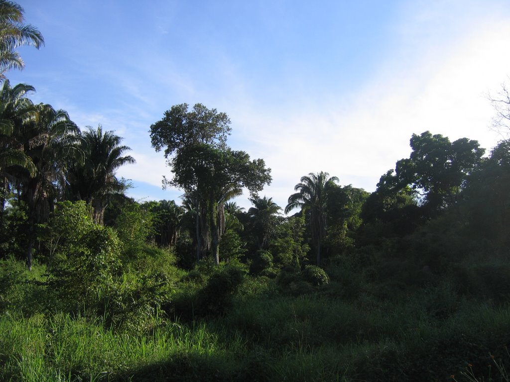 Selva con palmas Attalea rostrata (o Scheelea liebmannii) by Werner Wruck