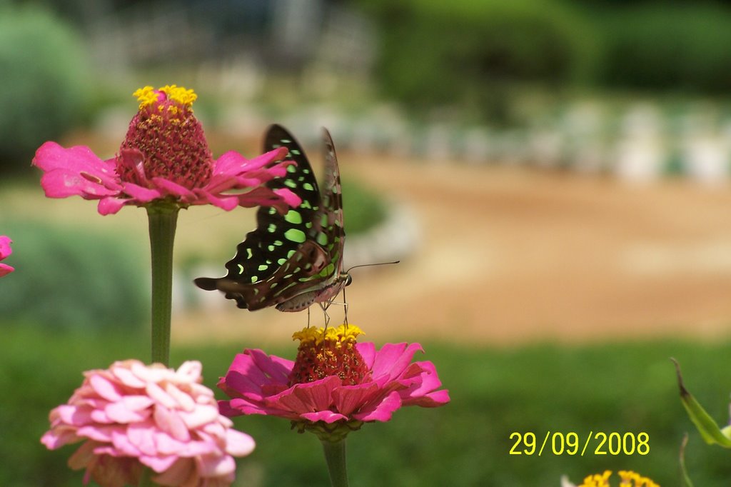 From lalbagh, Bangalore by mpeeran