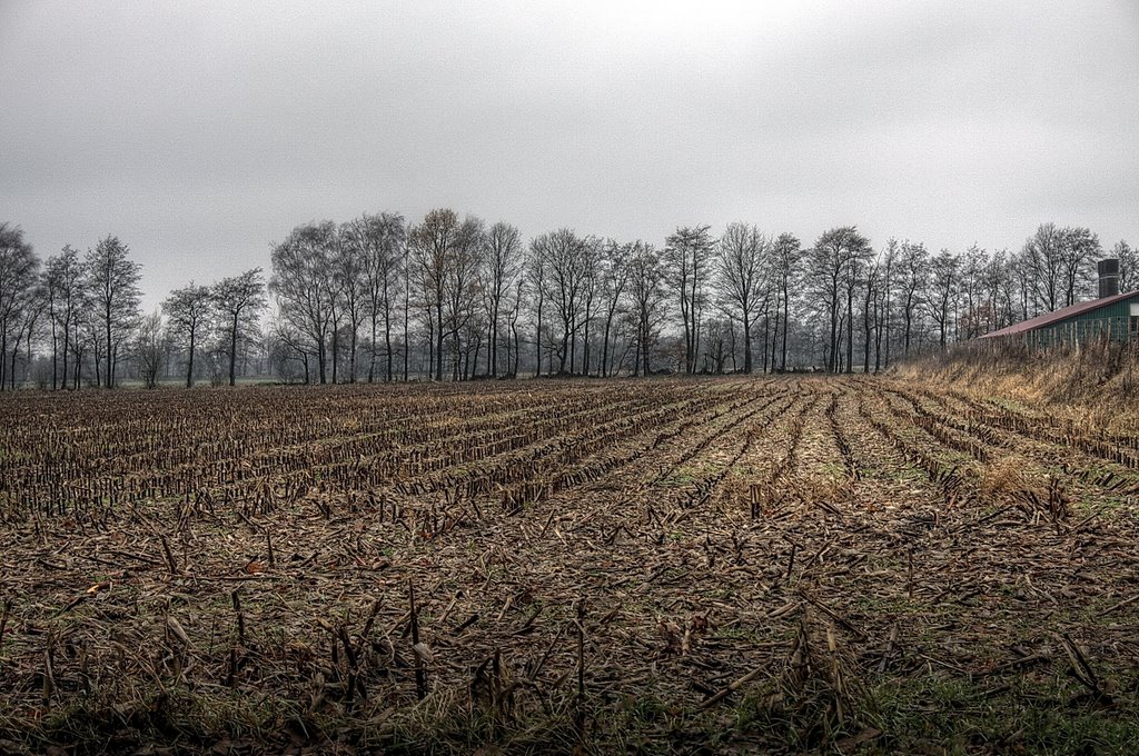 Maisfeld im Dezember by pillboxs