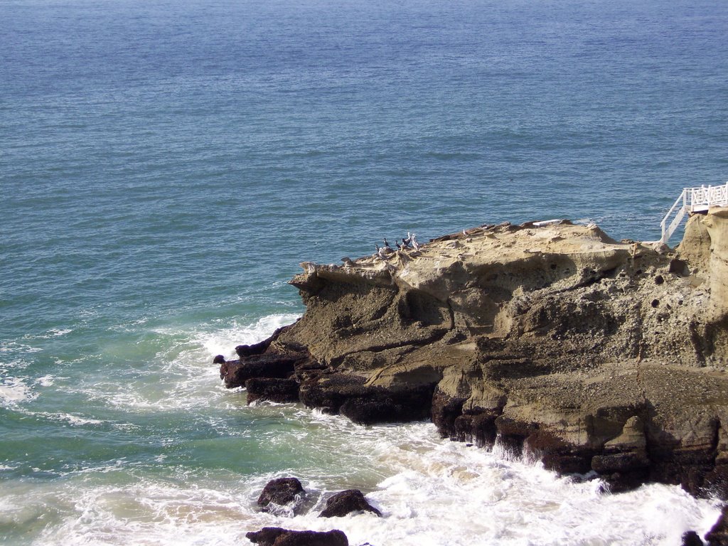 Pelicans in 3 Arch Bay Area of South Laguna Beach by CrochetDad