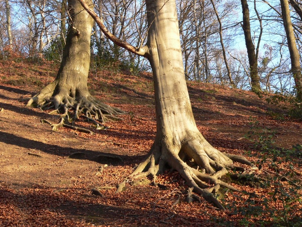 Dikke bomen op de helling naast het zwanen-meer by walterskrutser