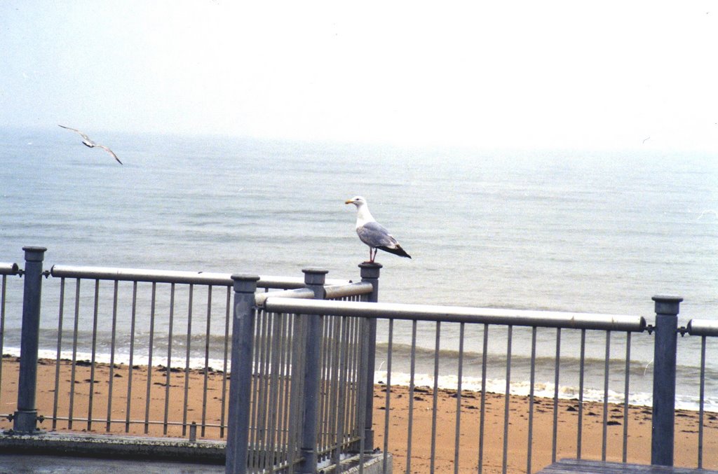 A SEAGULL RESTING by CLIVE BAILEY