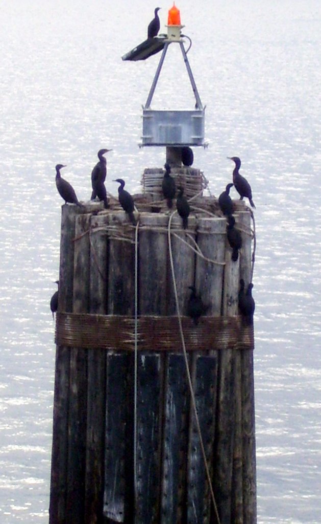 Cormorants at Port Townsend Ferry Landing, WA by Midnight Rider