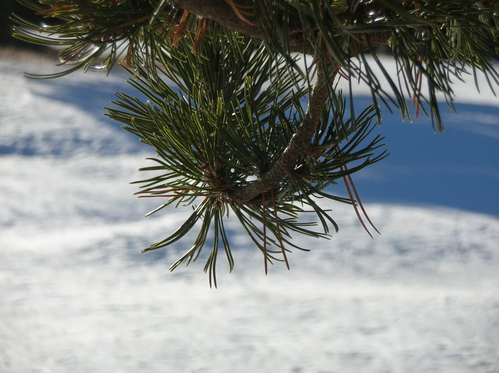 Kiefern im Schnee by marianna_rs