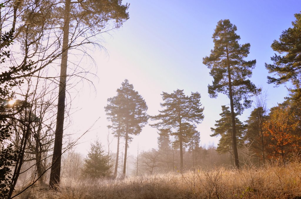 Clearing at Simons Wood on a frosty December day by Andbag