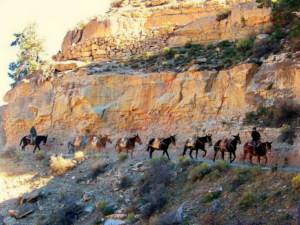 Mule supply train on Bright Angel Trail by wnoble