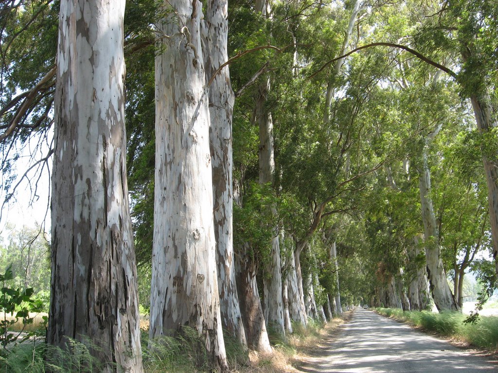 Muğla - Marmaris Akçapınar, Okaliptüs Yol ( Eucalyptus) "Eski Ağaçlı Yol" _yemtaş©_ by yemtaş©