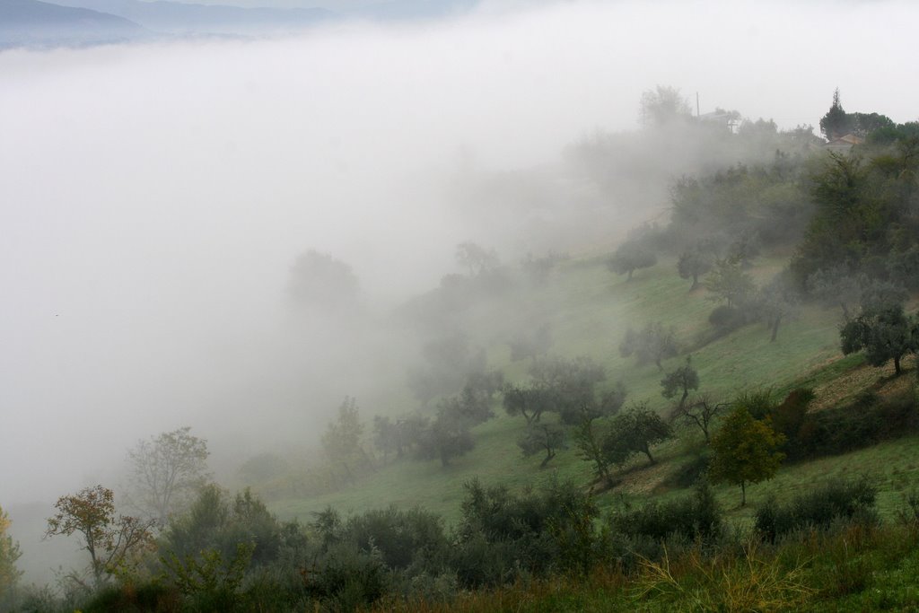 NEBBIA E FOSCHIA 2 - Tra gli Ulivi by Dancos