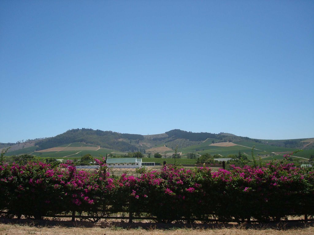 Winelands landscape by Emiliano Homrich