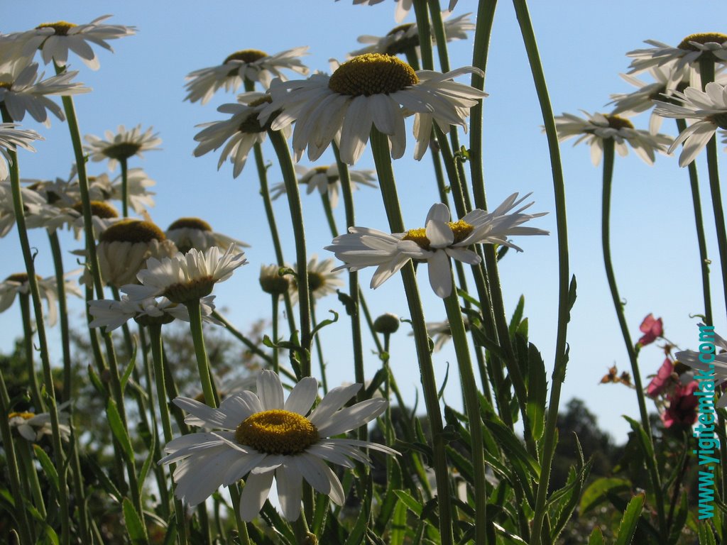 İZMİR-ÇANDARLI, "PAPATYALAR " (Leucanthemum maximum Polaris) by yemtaş©