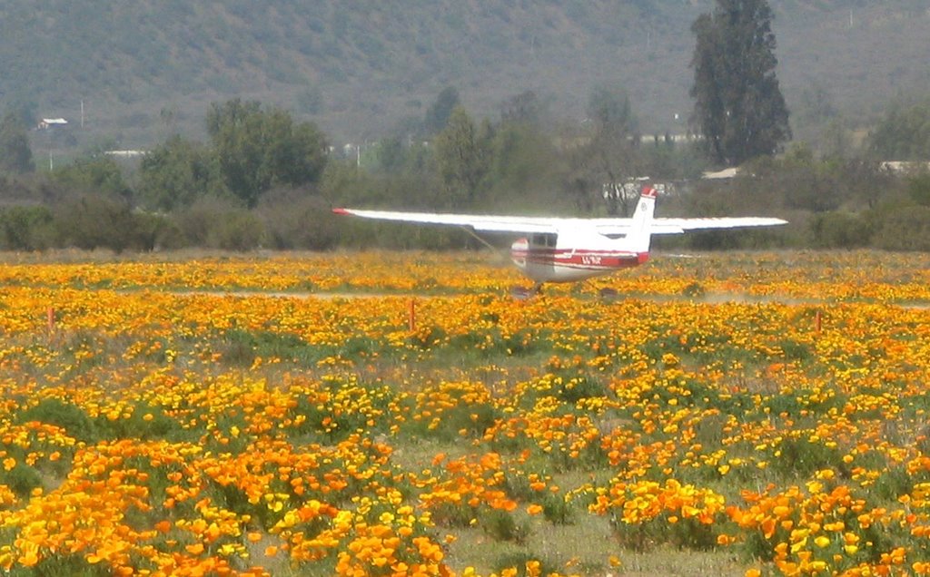 Volando en un jardín, Dedal de Oro, Flor del Tren (Eschscholtizia californica), Aeródromo Curacaví, Cessna 172 by horacioparrague