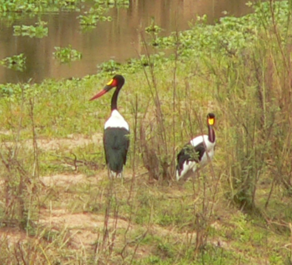 Saddlebilled Stork (Ephipiorhynchus senegalensis) by thor☼odin™