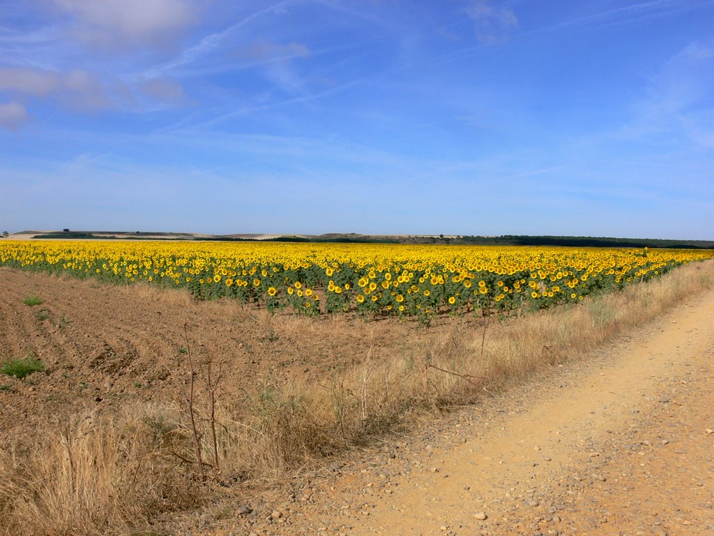 CAMINO DE SANTIAGO (2008). Dirección a Calzadilla de la Cueza. by Carlos Sieiro del Nido