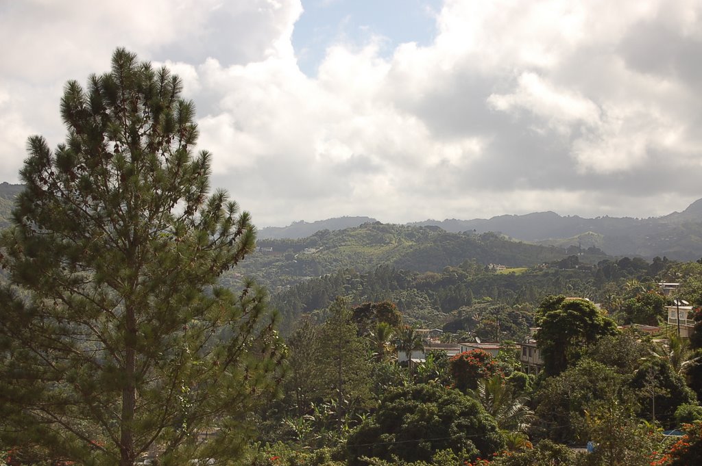 Vista desde Bo Gato hacia Mata de Caña Orocovis, PR by Nacky_PR