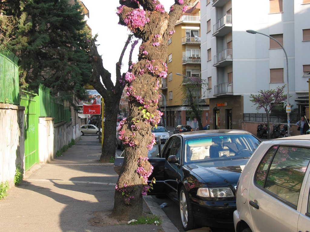 Italia.Albero fiorito by Antonio Laudani