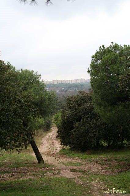 Arboleda de la Casa de Campo, Madrid by Pedro Francisco