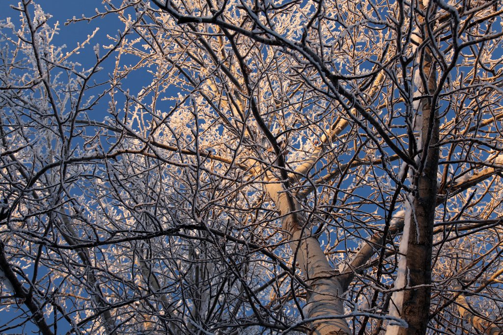 Hoar Frost on Cottonwoods by d thorne