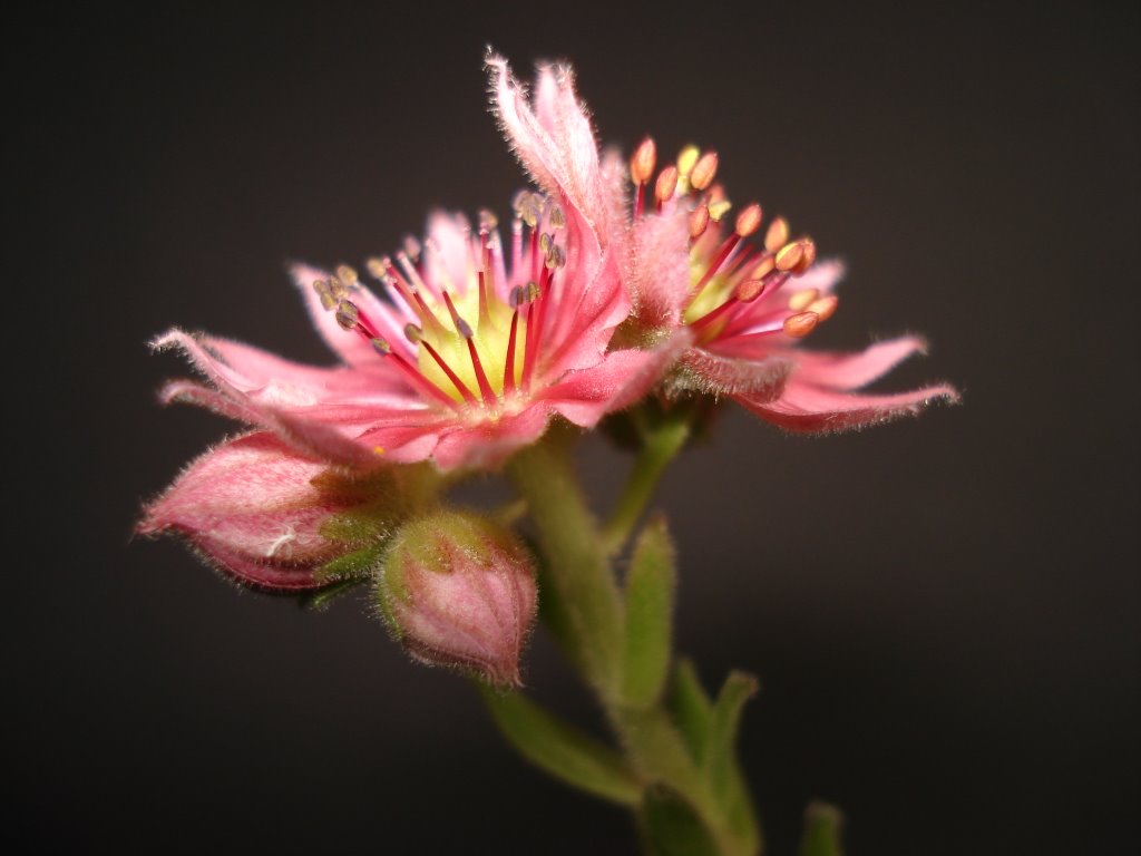 Fleur (Sempervivum arachnoideum)https://fr.wikipedia.org/wiki/Joubarbe by Rol/Photo/Alsace