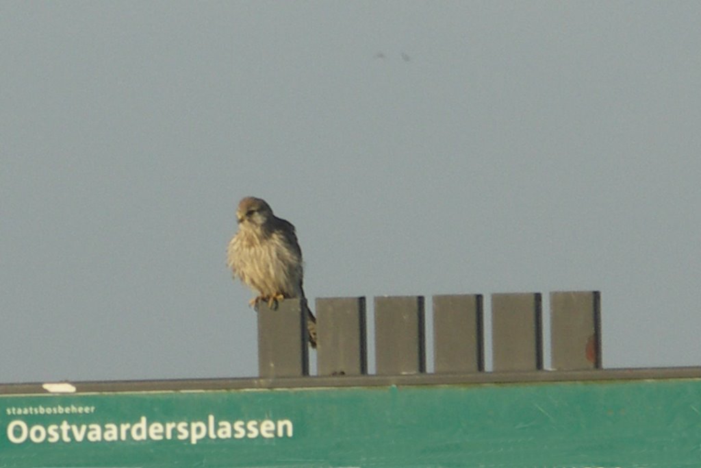 Oostvaardersplassen by PimKattouw