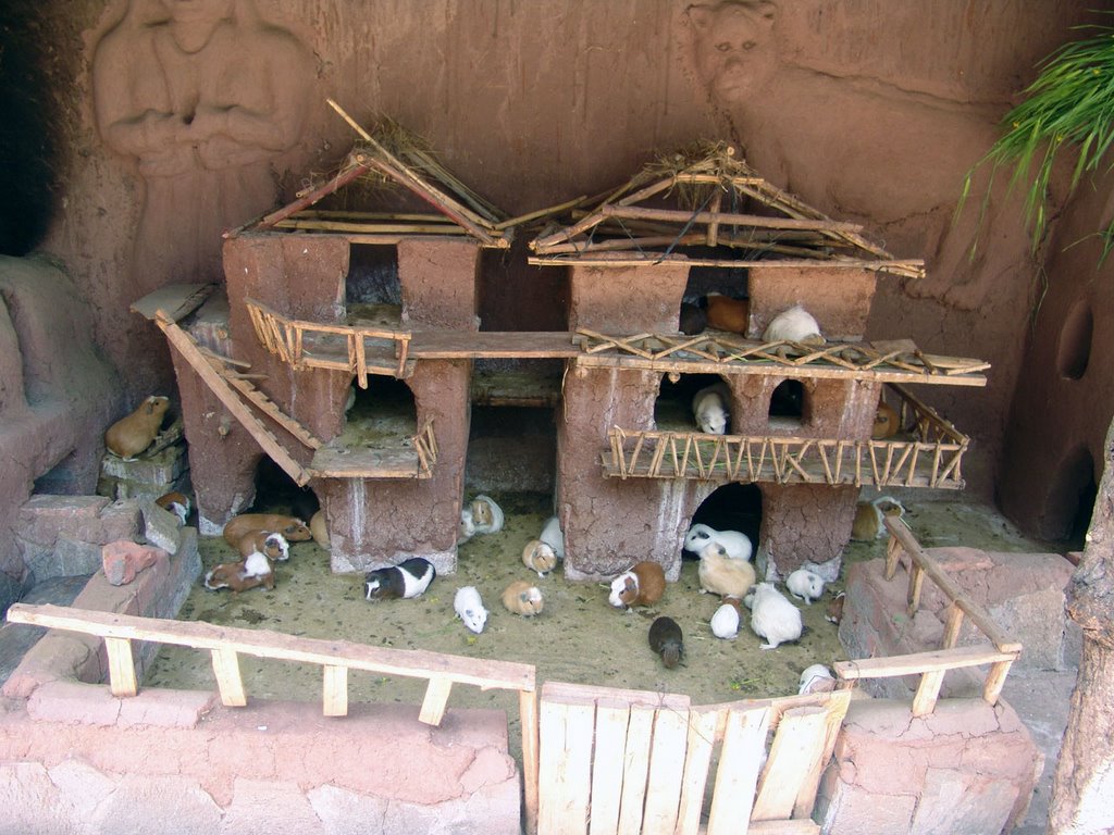 Guinea Pigs Cage, Pisac, Peru by Efraim Omar Revelo