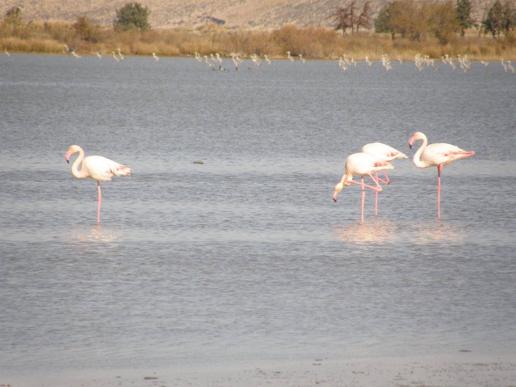 Phoenicopterus ruber, Φοινικόπτερα and Ardea cinerea, Σταχτοτσικνιάδες by Manos Mastrogiorgis