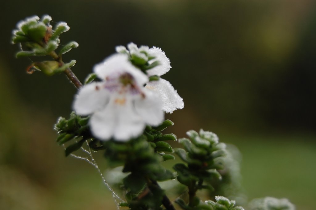 Frosty flowers, November 2008 by Laura_C