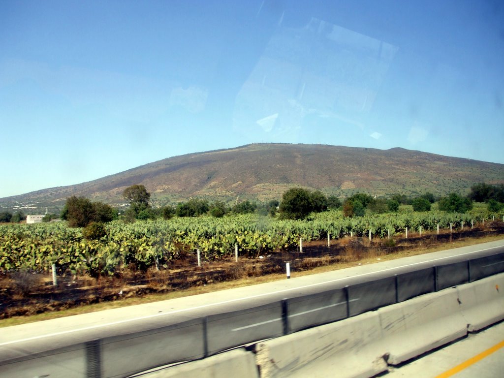 Nopaleras y el Cerro Gordo al fondo by José Luis Castán