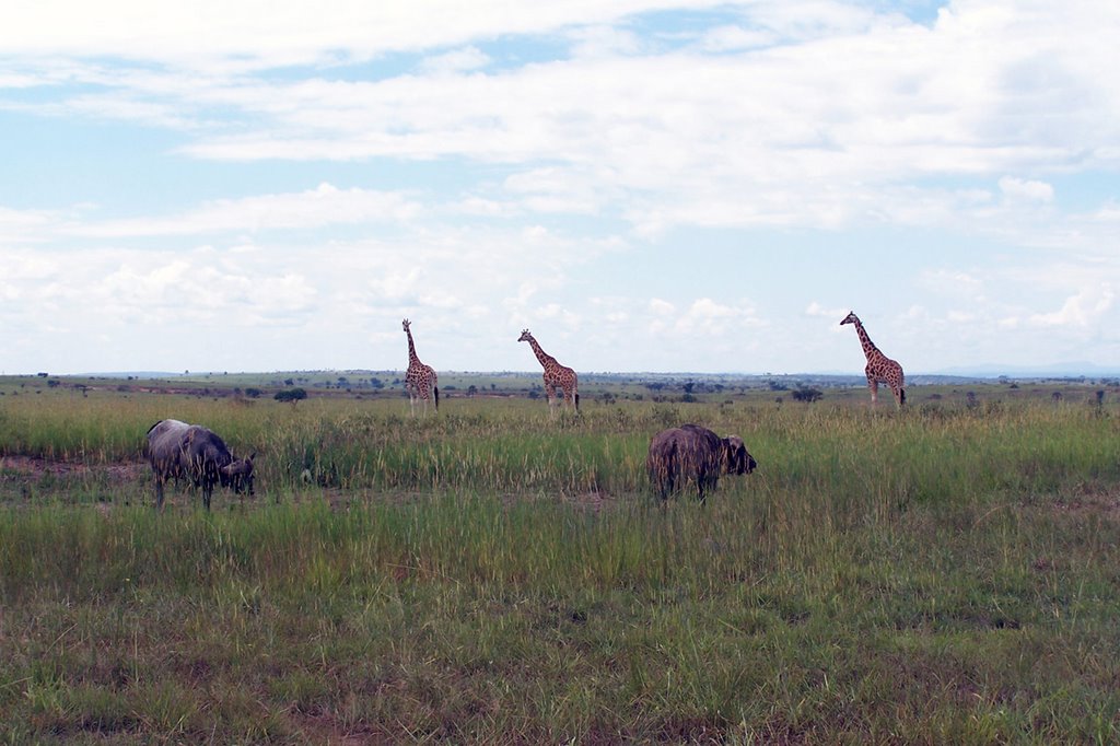 Panorama del Murchison Falls National Park, Uganda by Marco Cavani