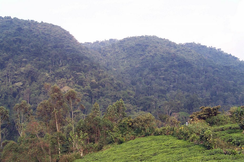 Bwindi impenetrable forest National Park, Uganda by Marco Cavani