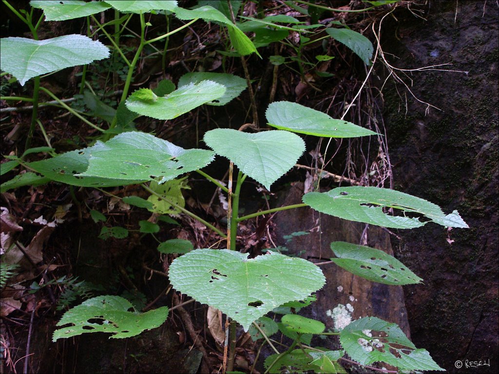 Stinging Tree ~ Genus Dendrocnide ~Tropical North Queensland. by Peter Resch