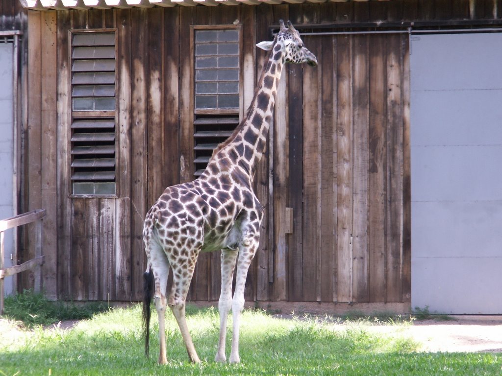 Girafa - Zoo Sapucaia do Sul by eng.leomar