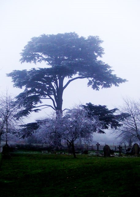 St Nicholas' Trees Hawfrost by Dylan Mills