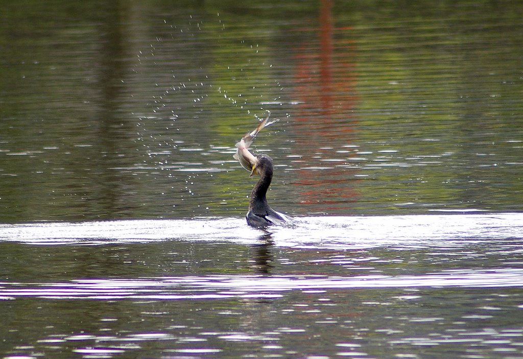 Cormorant fishing by anthonyjames