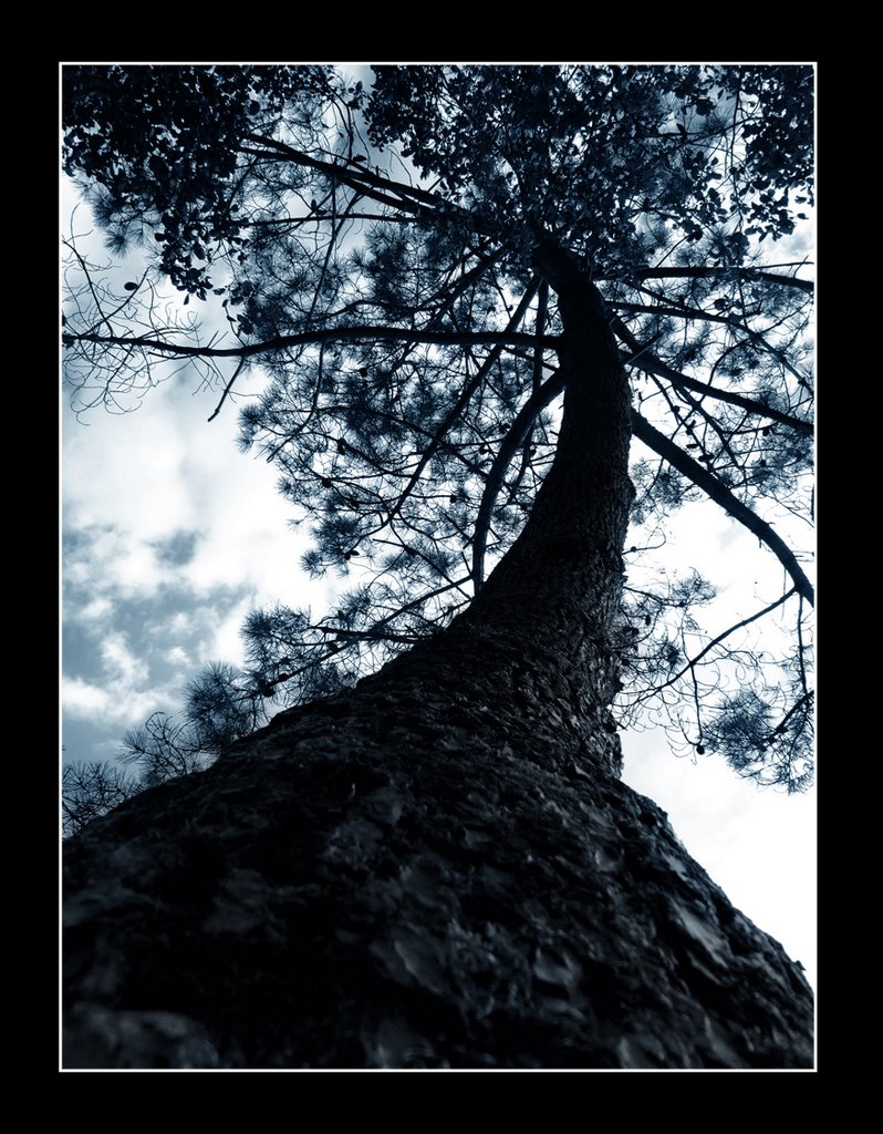 Arbre by Marina.S