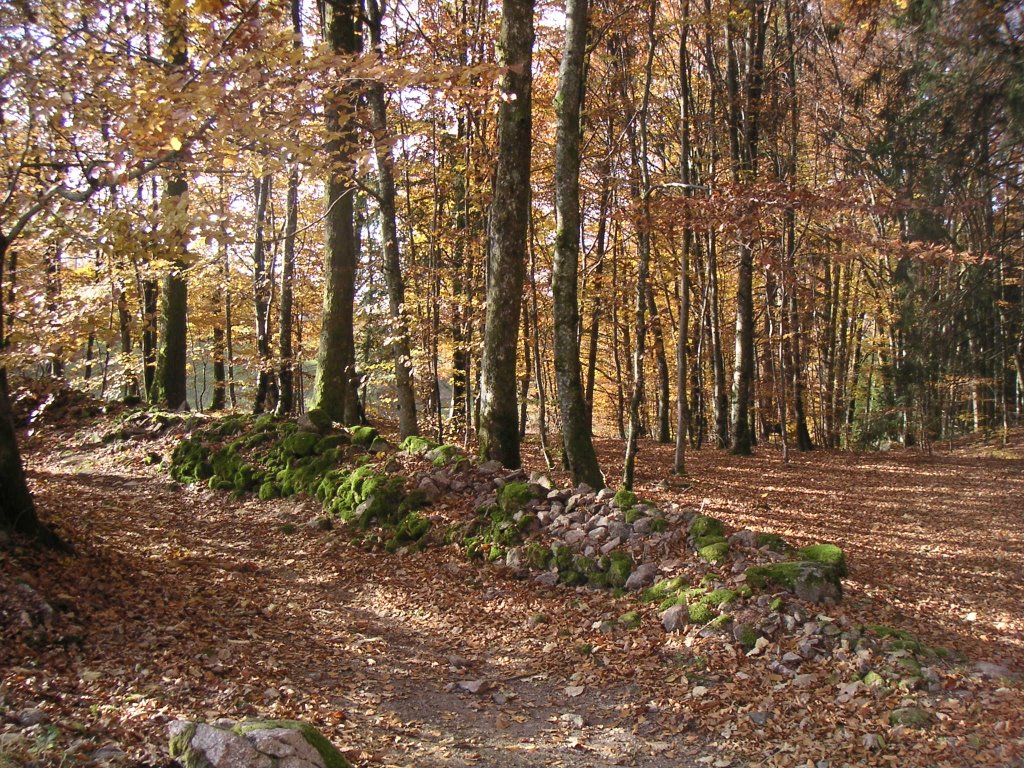 Ballade en forêt by EricPar