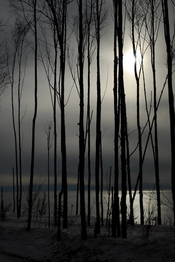 Birch Trees against the February Sky, Nikiski by JohnDrew2