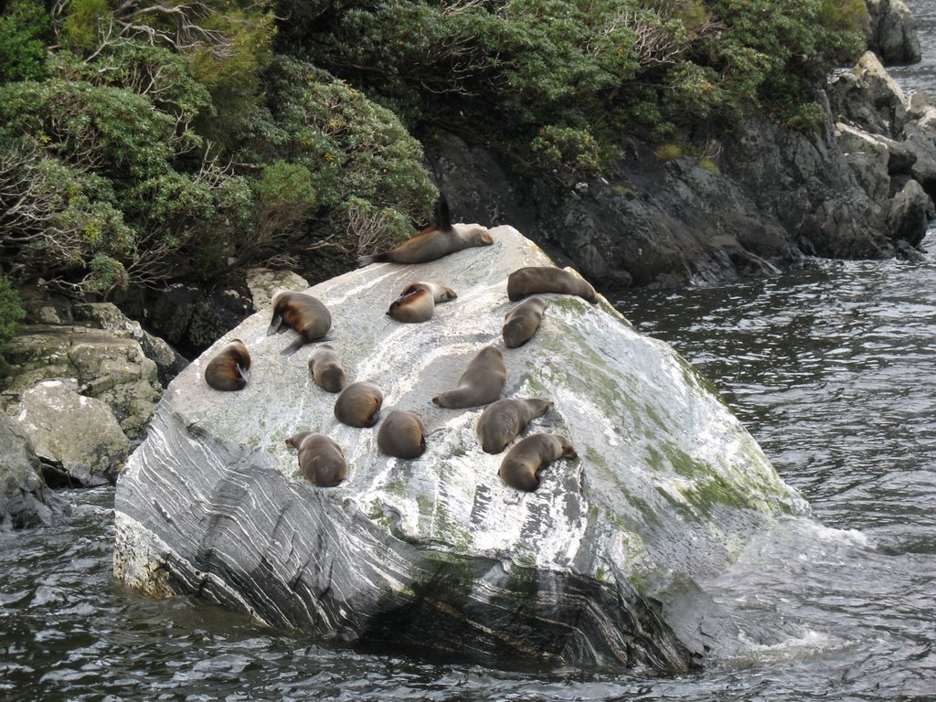 208-11-17. Milford Sound by nzceleste