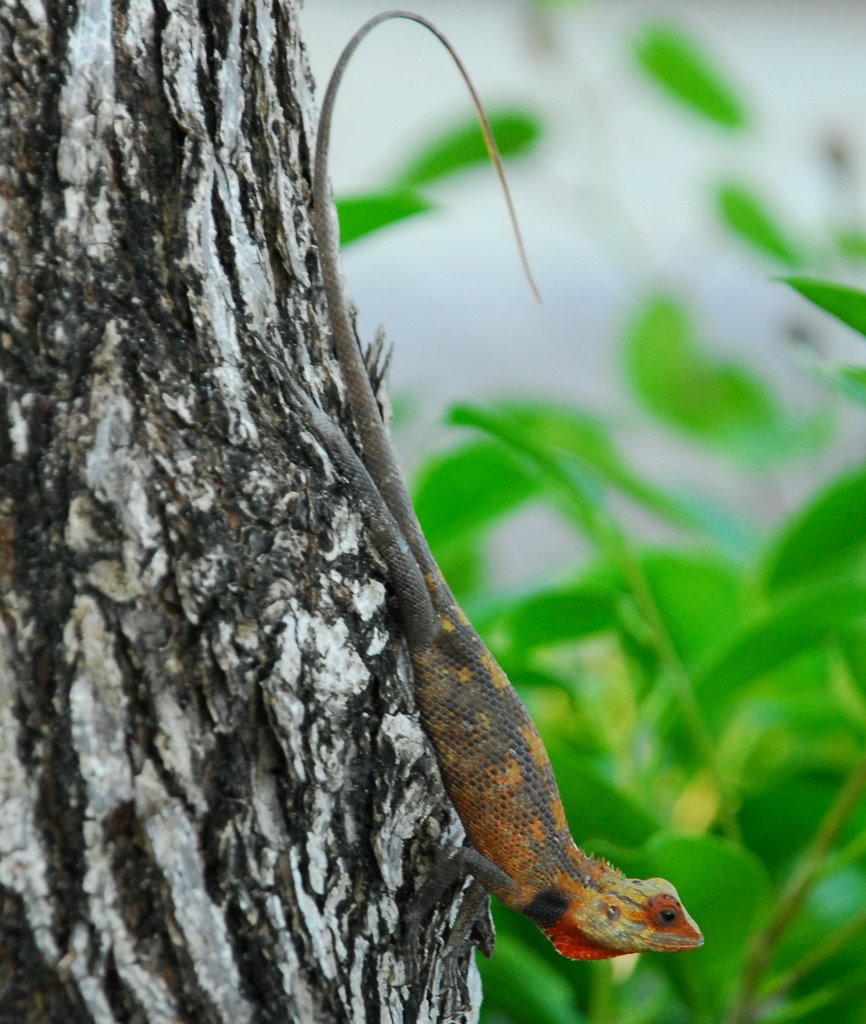 Alifu Dhaalu Atoll, Maldives by psero