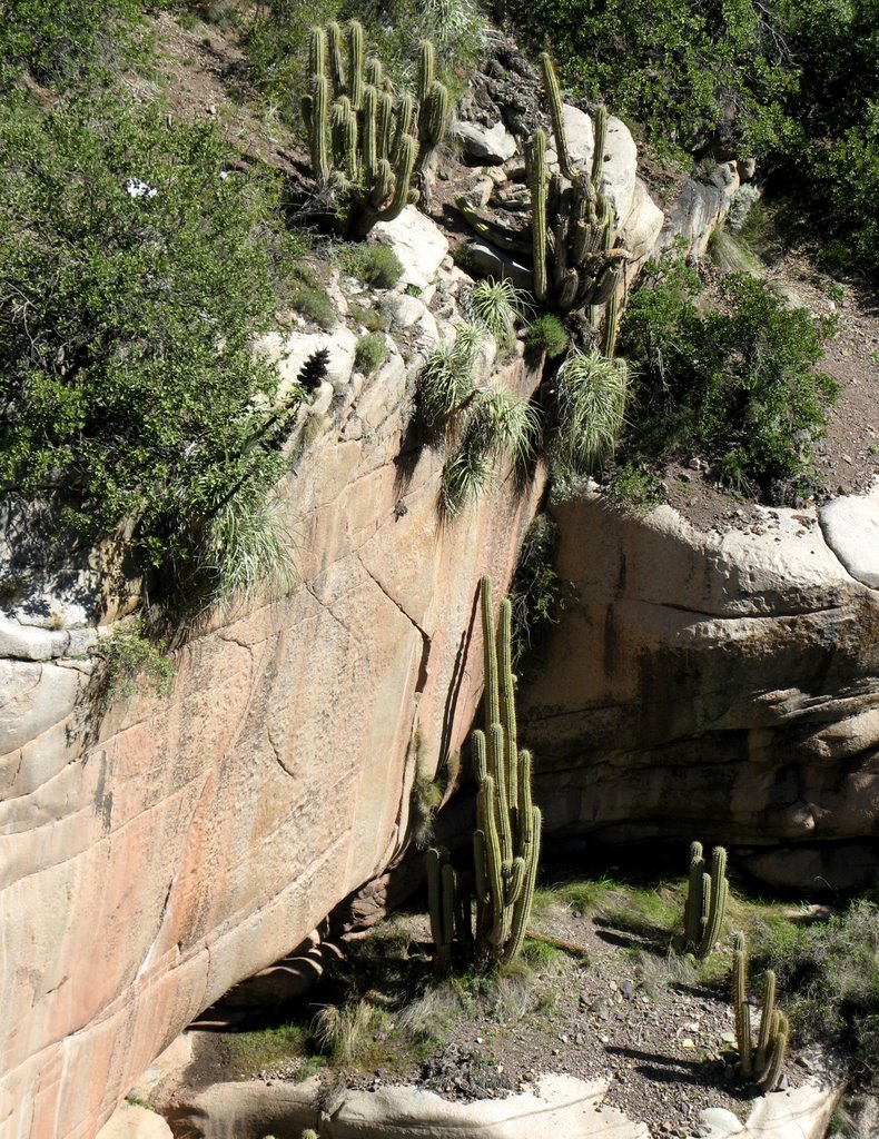 Cactus - camino a Las Melosas, S. Cajón del maipo, R.M. Santiago, Chile. by André Bonacin