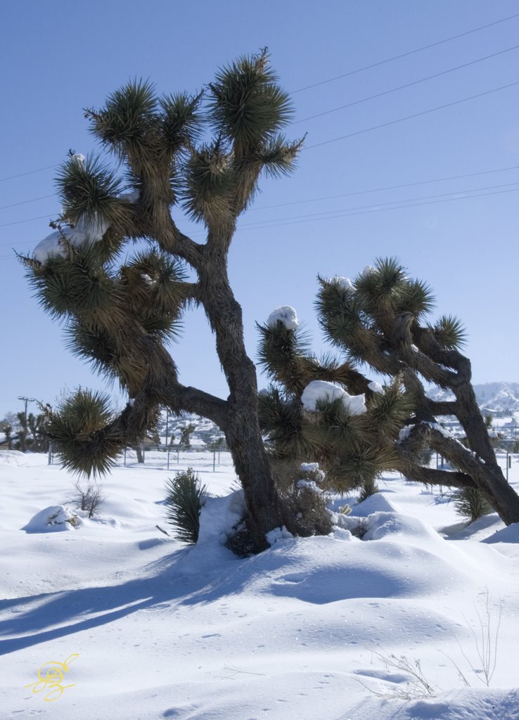 Snowy Joshua Tree by egzgallery