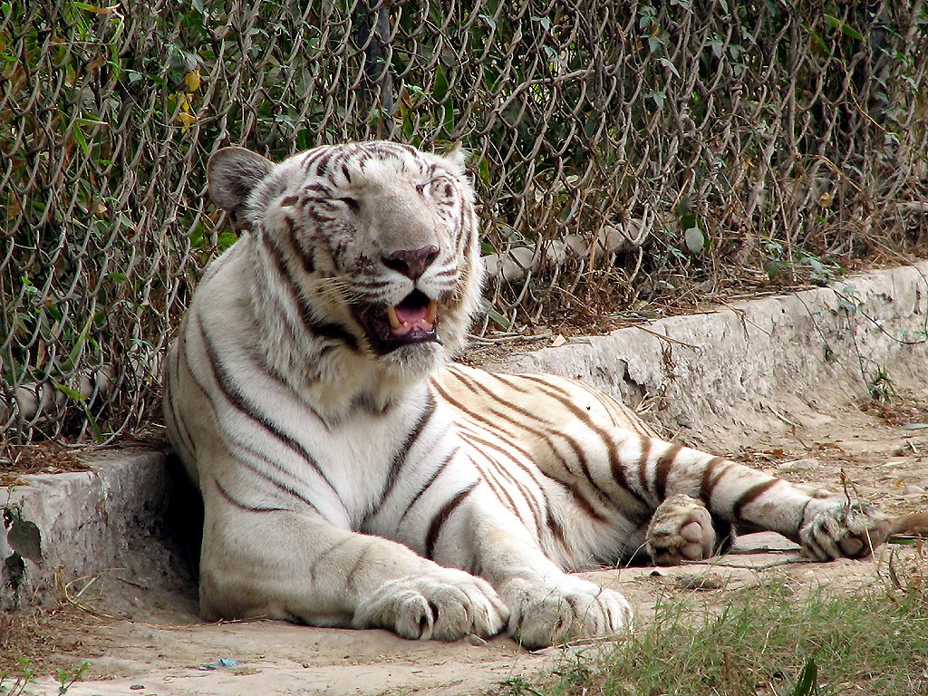 White Tiger @ Delhi Zoo by Bimal Dalela