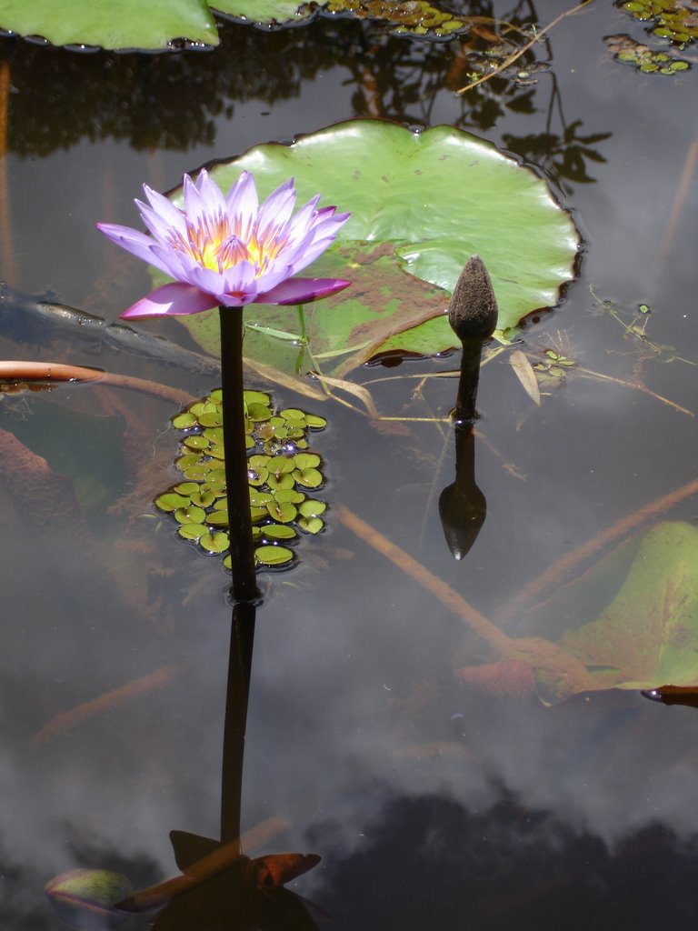 Ninfeia (Nymphaea capensis) - Santuario Nhundiaquara (Morretes - PR) by Evaristo Finozzi