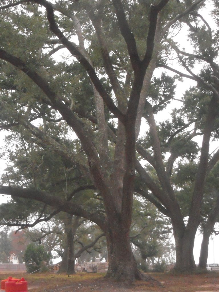 Live Oak Trees by Candy Barr