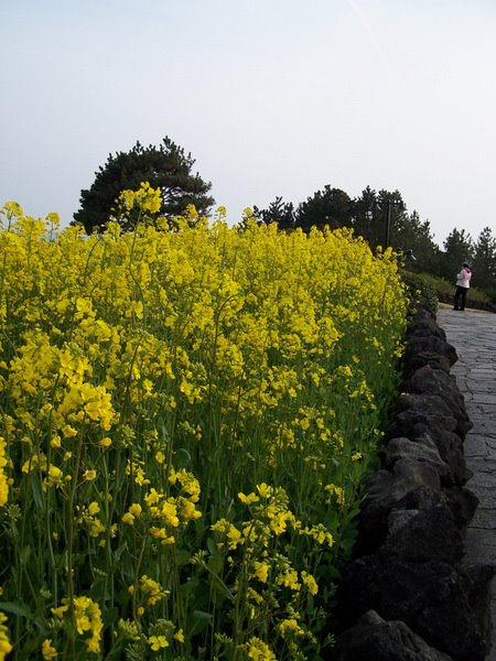 Canola garden_hotel Shilla by Hull